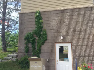 front of Cavendish branch in summer
